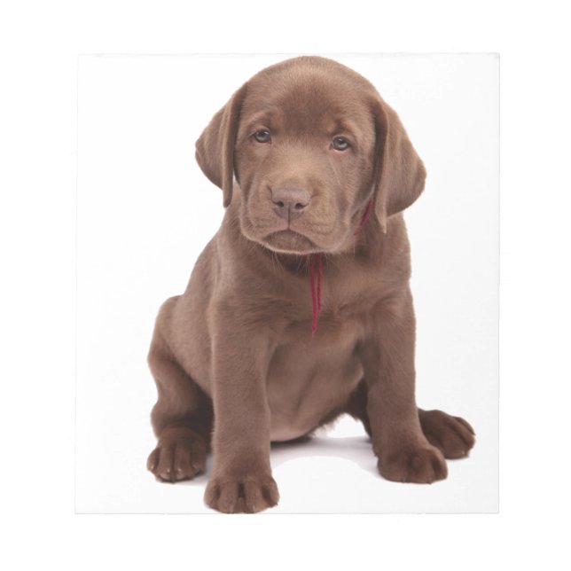 Chocolate Lab Puppy Notepad (Front)