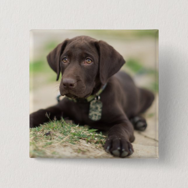 Chocolate Lab Puppy Pinback Button (Front)