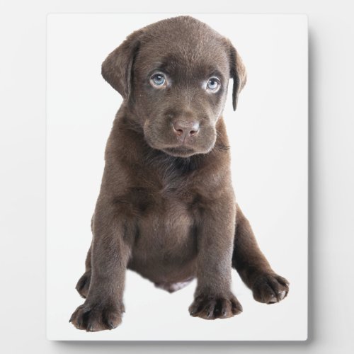 Chocolate Lab Puppy Plaque