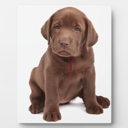 Chocolate Lab Puppy Plaque