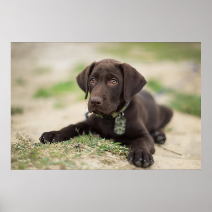 Chocolate Lab Puppy Poster | Zazzle