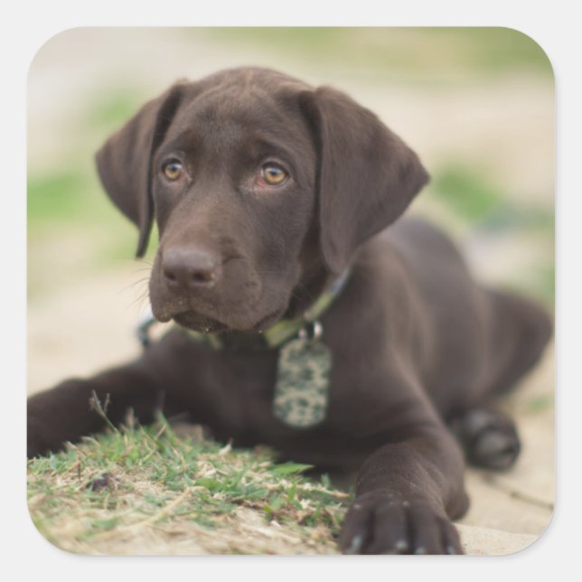 Chocolate Lab Puppy Square Sticker (Front)