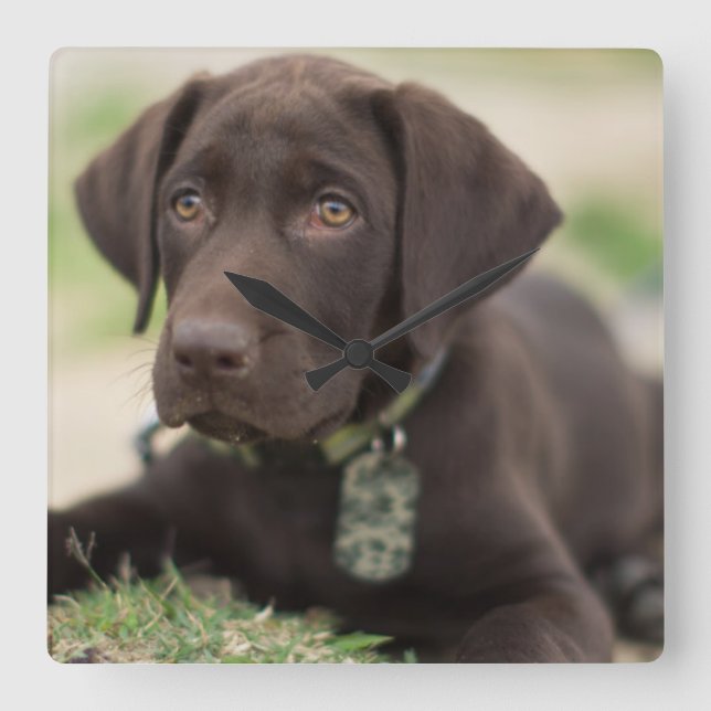 Chocolate Lab Puppy Square Wall Clock (Front)