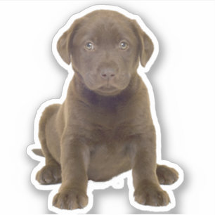 Chocolate Lab Puppy Sticker