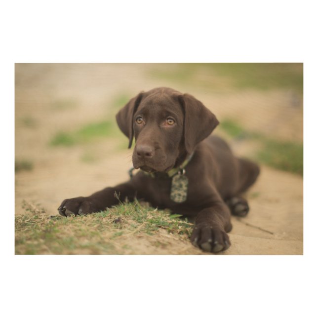 Chocolate Lab Puppy Wood Wall Art (Front)