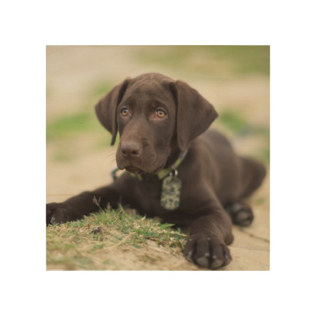 Chocolate Lab Puppy Wood Wall Art (Front)