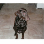 Chocolate lab! statuette<br><div class="desc">i love my puppy!</div>