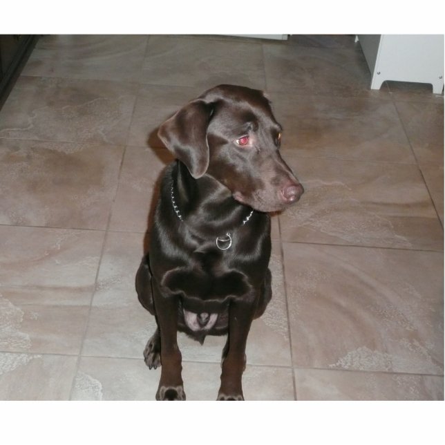 Chocolate lab! statuette (Front)