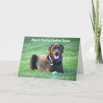 Chocolate Lab Thinking Of You Card! Card by Sidelinedesigns at Zazzle