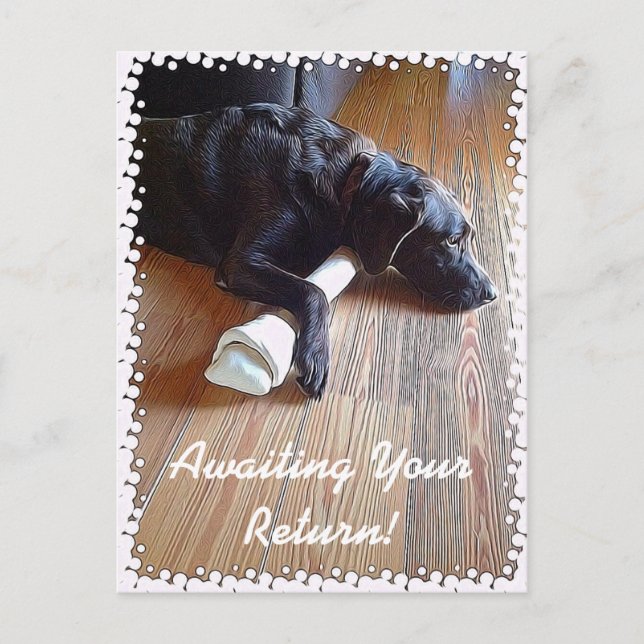 Chocolate Lab With Bone Photograph Postcard (Front)
