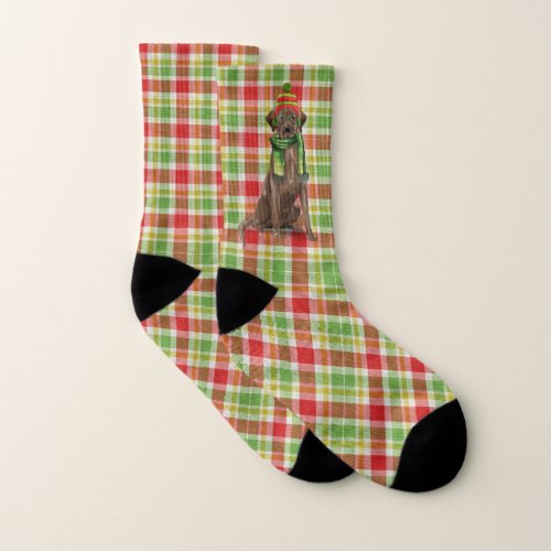 Chocolate Lab with Red and Green Plaid Holiday Socks