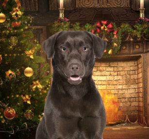 Chocolate Lab Ornaments Keepsake Zazzle Chocolate Lab Xmas Ornament