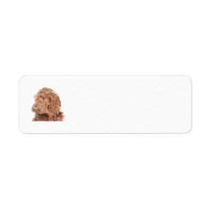 Chocolate Labradoodle Label