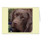 chocolate labrador (Front Horizontal)