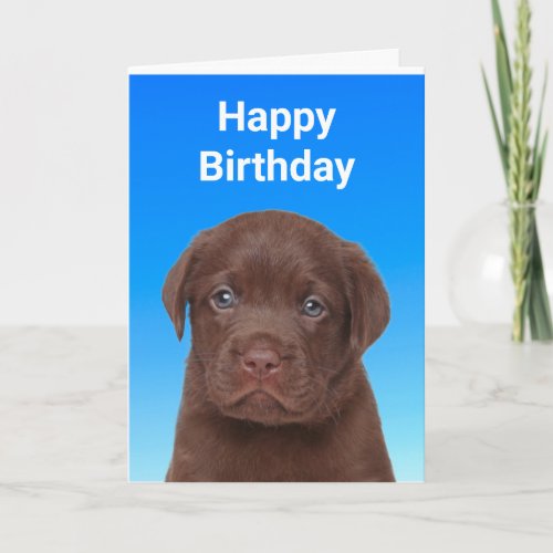 Chocolate Labrador Birthday Card