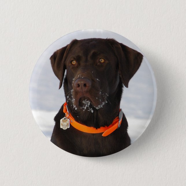 Chocolate Labrador Button (Front)
