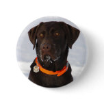 Chocolate Labrador Button