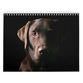 Chocolate Labrador Calendar 2010