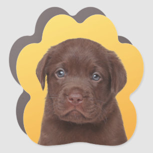 Chocolate Labrador Car Magnet