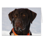 Chocolate Labrador Card