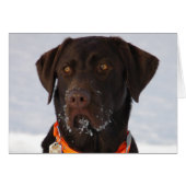 Chocolate Labrador Card (Front Horizontal)