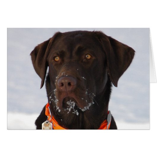 Chocolate Labrador Card (Front Horizontal)