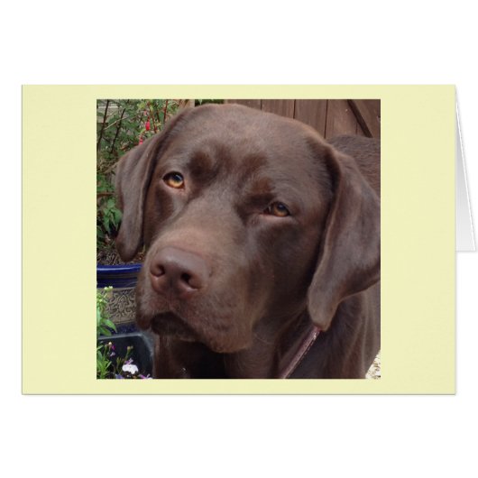 chocolate labrador cards (Front Horizontal)