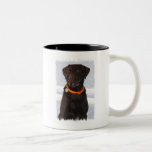 Chocolate Labrador Coffee Mug