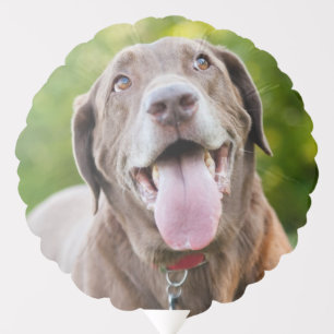 Chocolate Labrador Dog Balloon