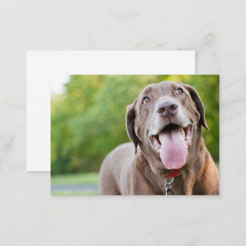 Chocolate Labrador Dog Business Card