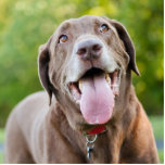 Chocolate Labrador Dog Cutout<br><div class="desc">Happy chocolate Labrador Retriever dog panting at the park</div>