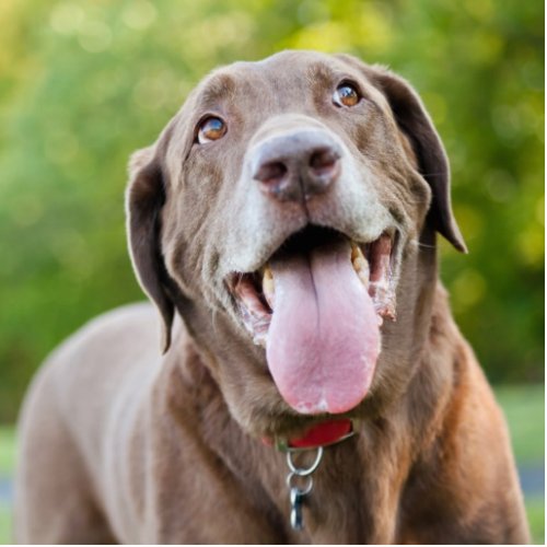 Chocolate Labrador Dog Cutout