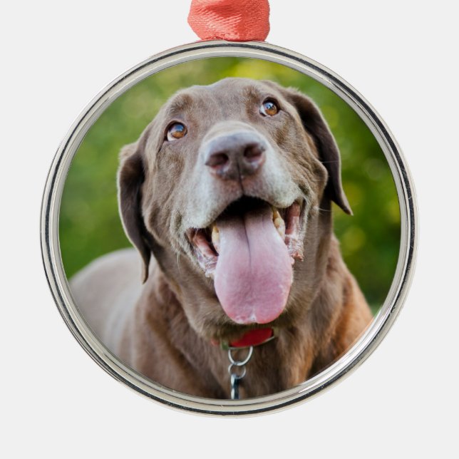 Chocolate Labrador Dog Metal Ornament (Front)