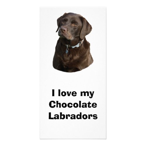 Chocolate Labrador dog photo portrait Card