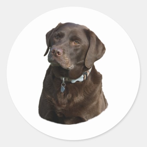 Chocolate Labrador dog photo portrait Classic Round Sticker