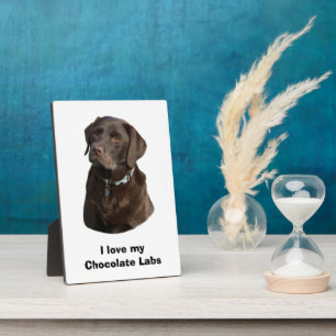 Chocolate Labrador dog photo portrait Plaque