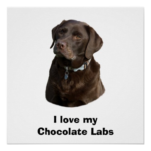 Chocolate Labrador dog photo portrait Poster