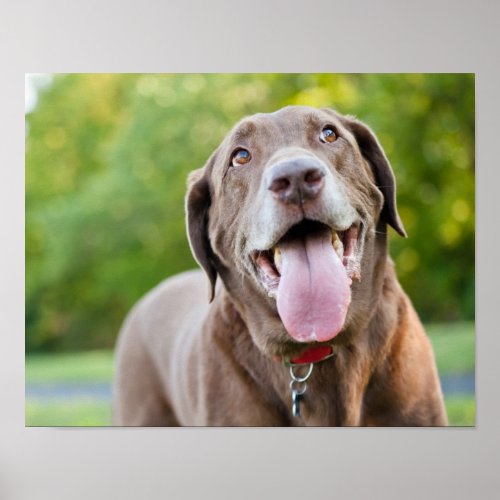 Chocolate Labrador Dog Poster