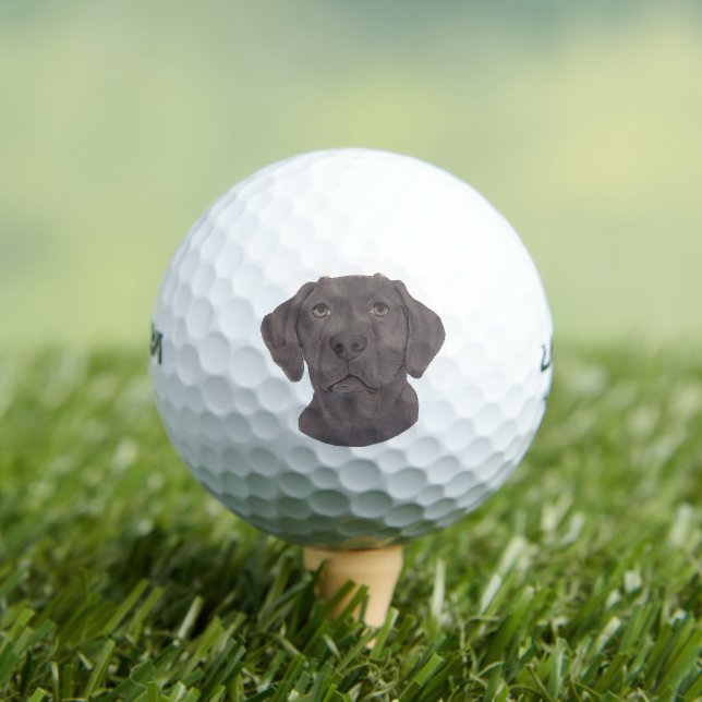 Chocolate Labrador Golf Balls (Insitu Tee)