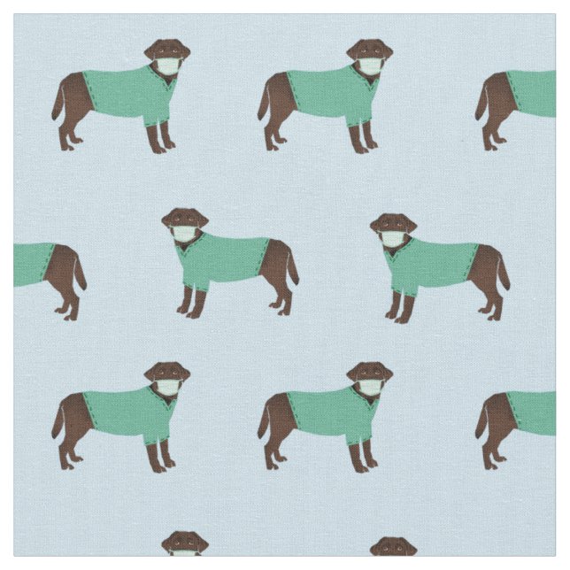 Chocolate Labrador in Scrubs light blue Fabric (Close Up)