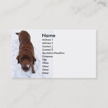 Chocolate Labrador In Snow Business Card by Bro_Jones at Zazzle