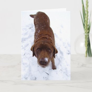 Chocolate Labrador In Snow Holiday Card by Bro_Jones at Zazzle