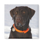 Chocolate Labrador Magnet