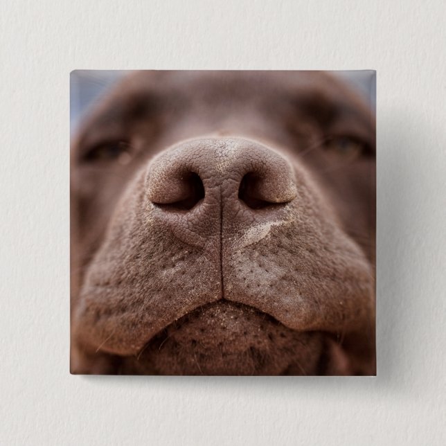 Chocolate Labrador Nose Closeup Button (Front)