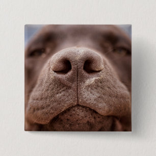 Chocolate Labrador Nose Closeup Button
