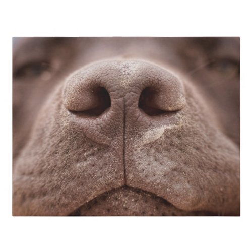 Chocolate Labrador Nose Closeup Faux Canvas Print