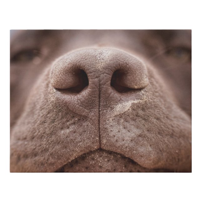 Chocolate Labrador Nose Closeup Faux Canvas Print (Front)