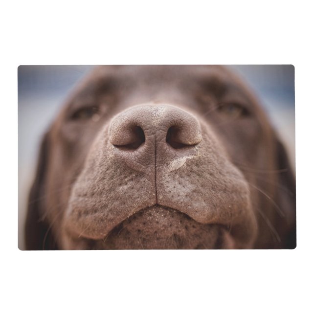 Chocolate Labrador Nose Closeup Placemat (Front)