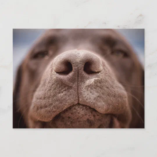 Chocolate Labrador Nose Closeup Postcard 