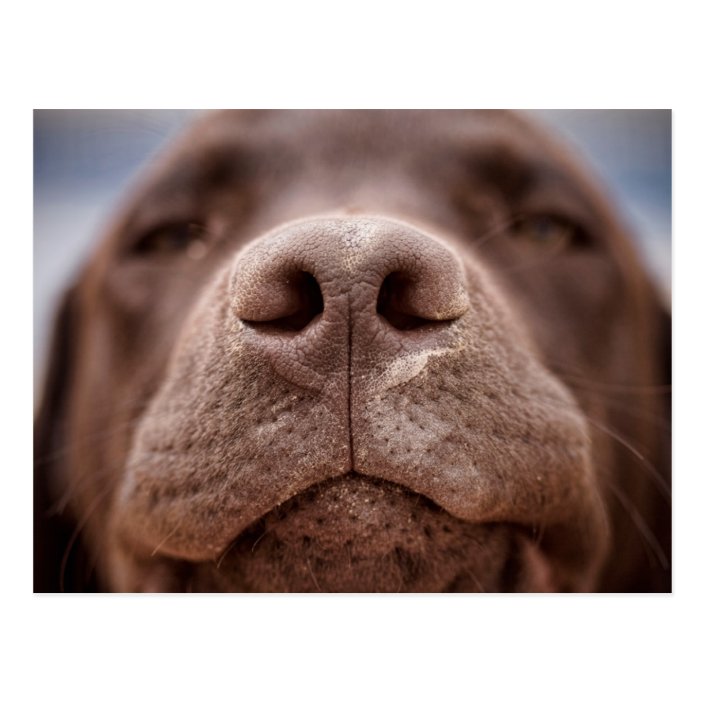 Chocolate Labrador Nose Closeup Postcard | Zazzle.com